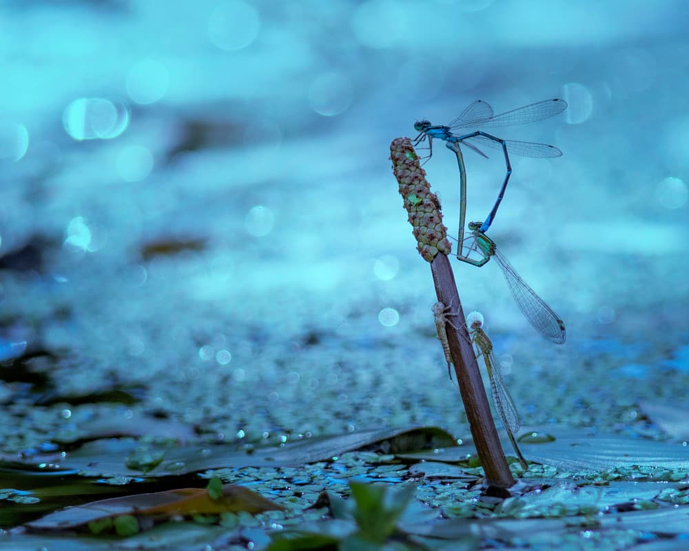 Aqua Damselfly Heart by Yu Cheng — canvas wall art