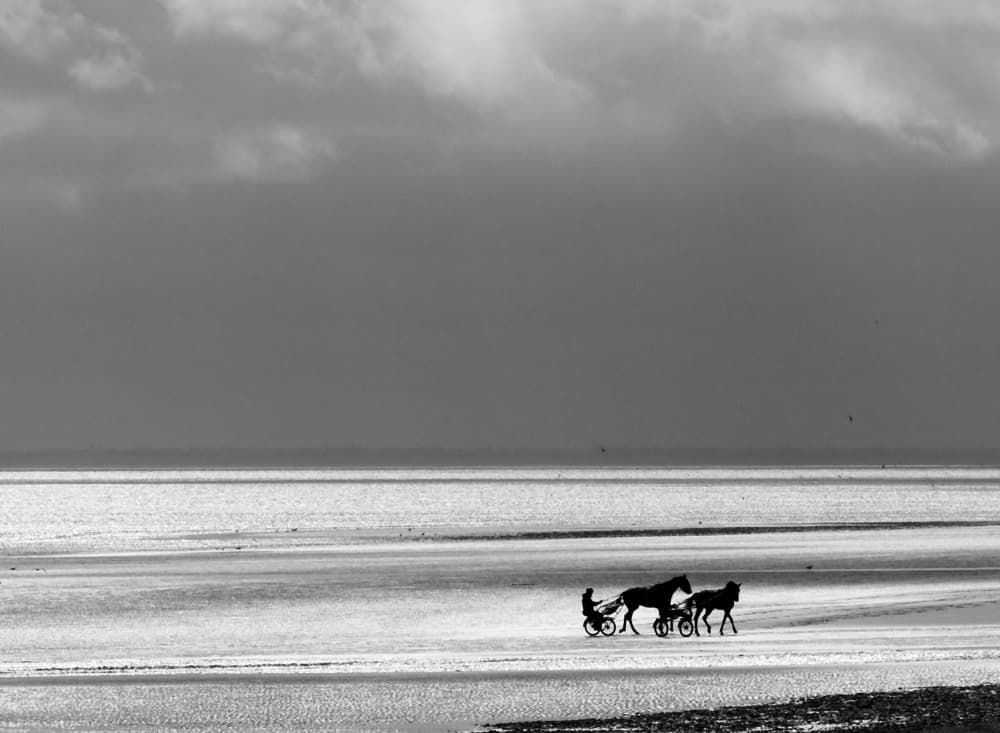 Horses on Ocean Shore by annehedelin — canvas wall art