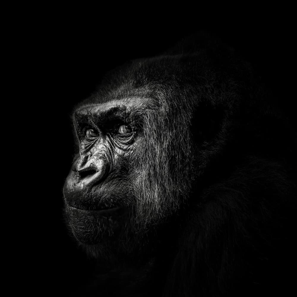 Intense Gorilla Portrait by Christian Meermann — canvas wall art