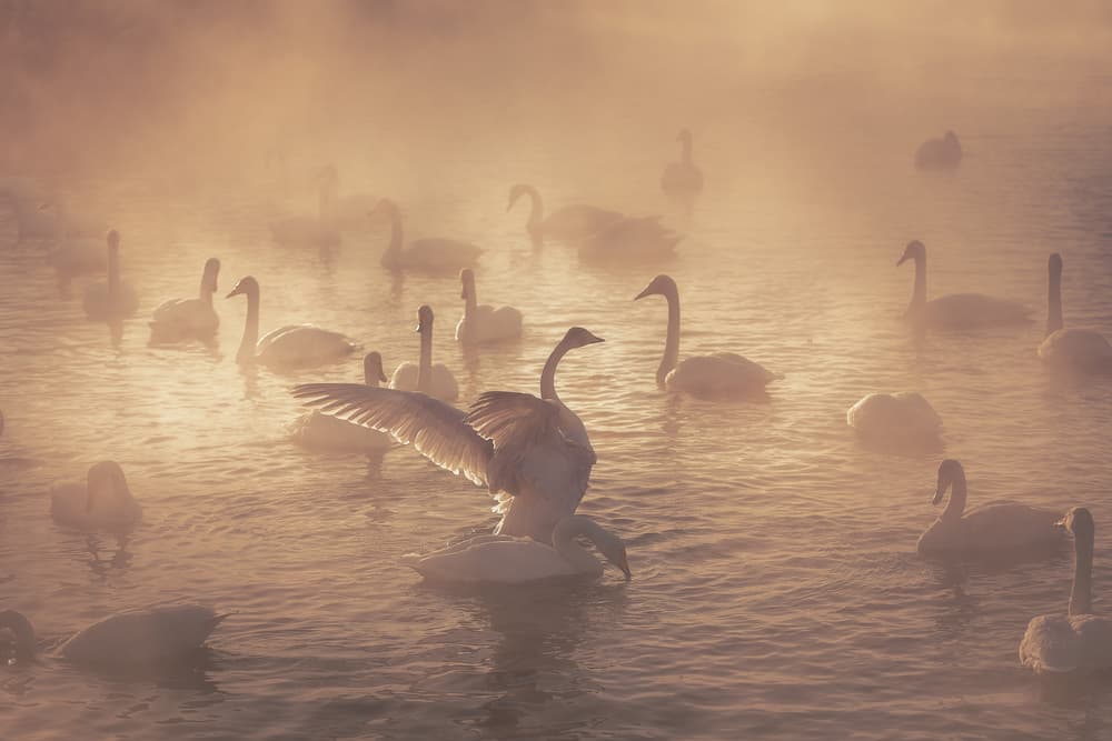 Misty Morning Swans by Dmitry Kupratsevich — canvas wall art