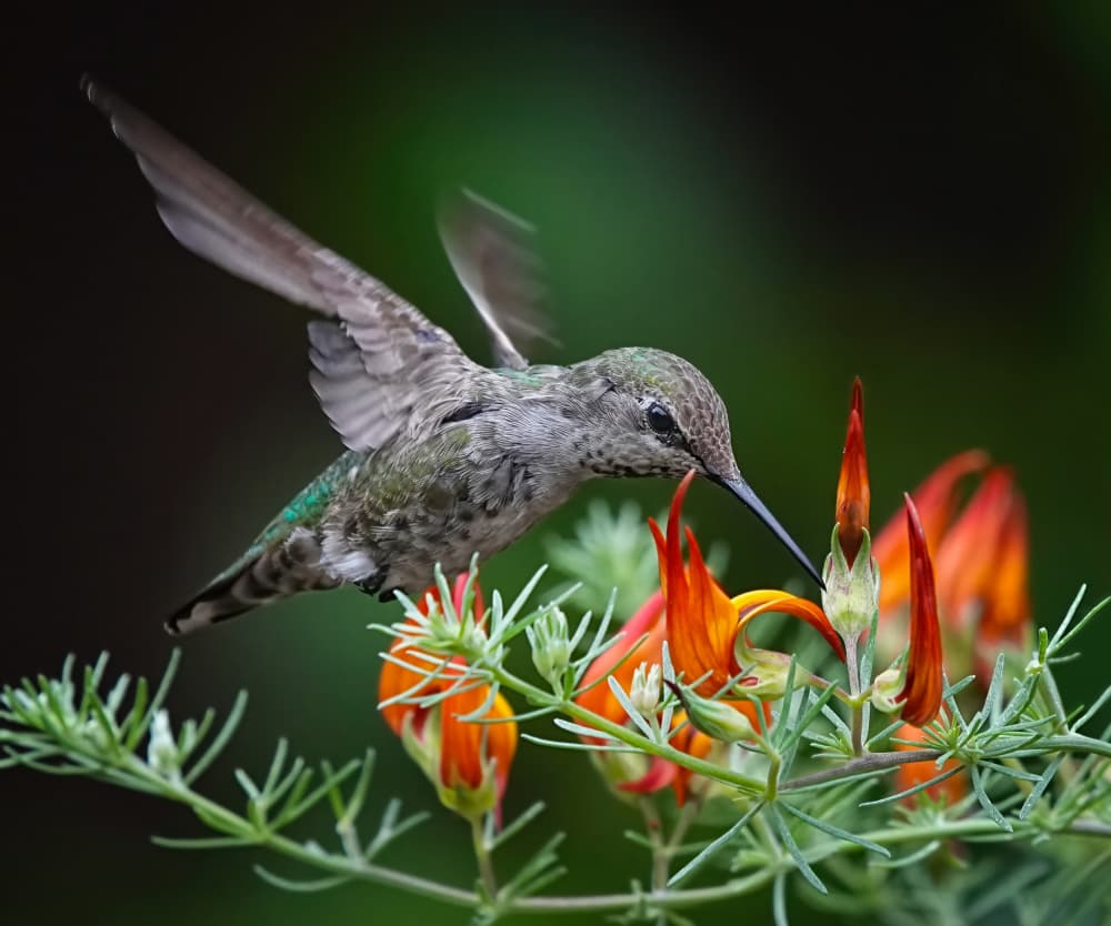 Hummingbird Nectar Flow by Xiaojian Huang — canvas wall art