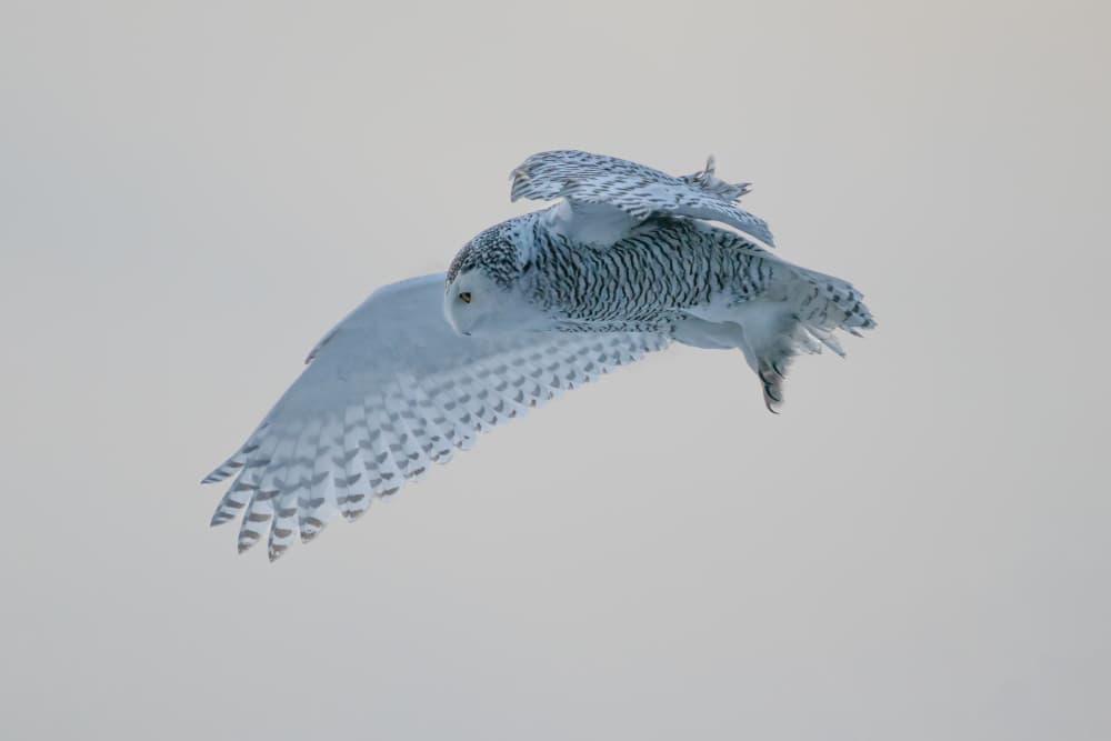 Snowy Owl In Flight by Leah Xu — canvas wall art