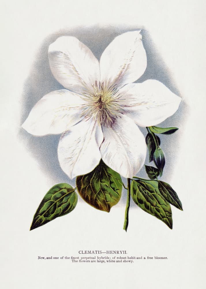 Clematis Flower Lithograph by Botanical Specimen Rochester Lithographing — canvas wall art