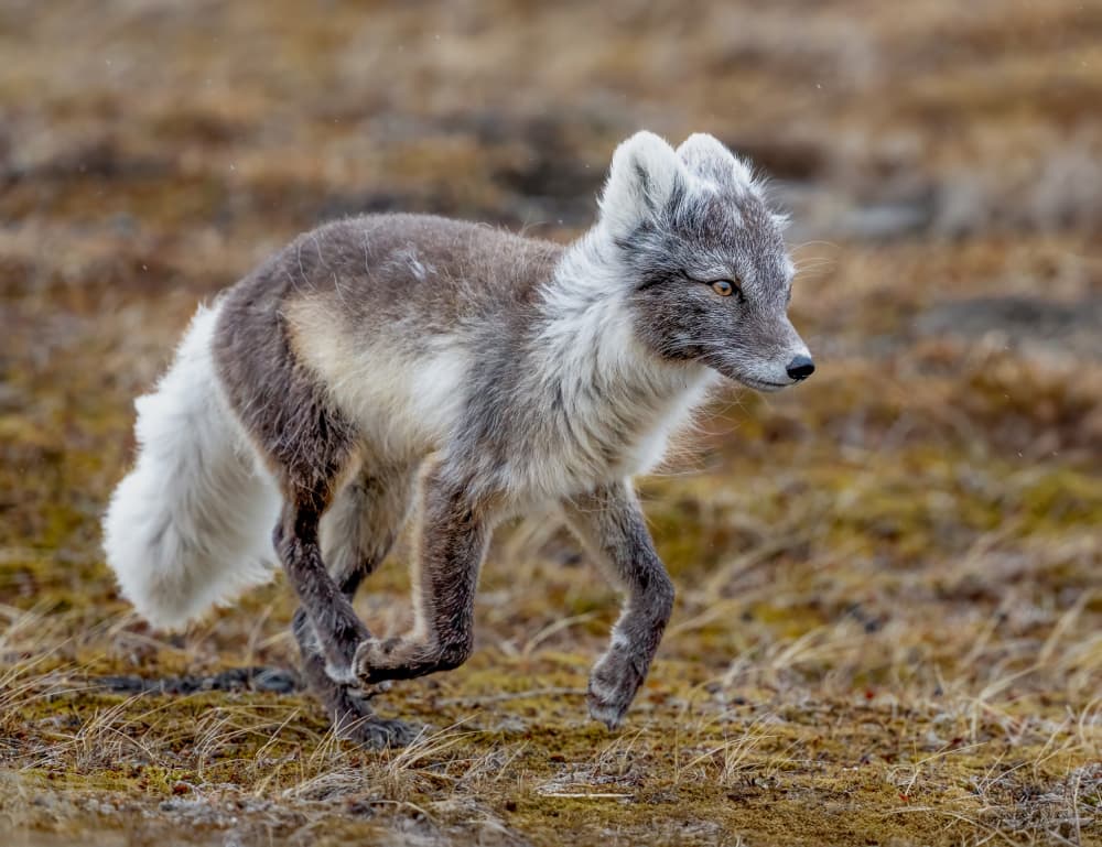 Arctic Fox In Motion by Gary Hu — canvas wall art