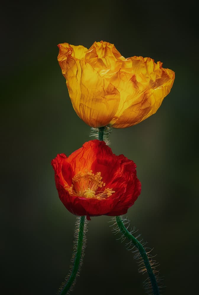 Vibrant Poppy Blooms by Ben.C.L — canvas wall art