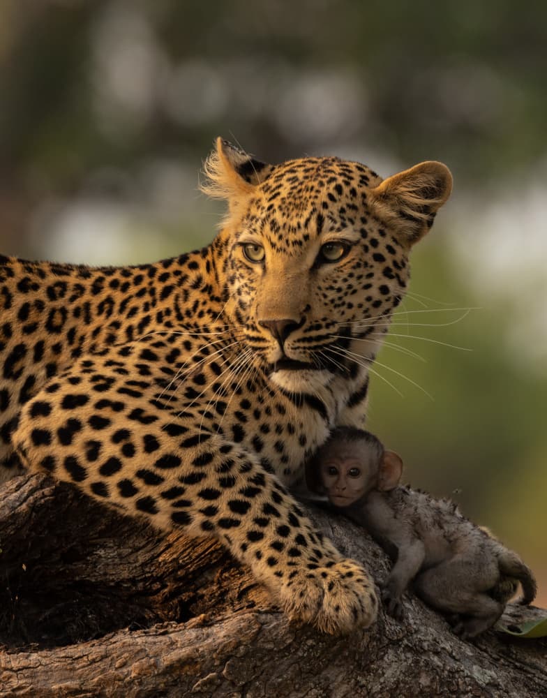 Leopard and Baby Monkey by Silje Wessel Pettersen — canvas wall art