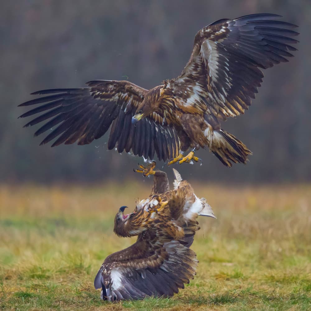 Wild Eagle Fight by David Manusevich — canvas wall art