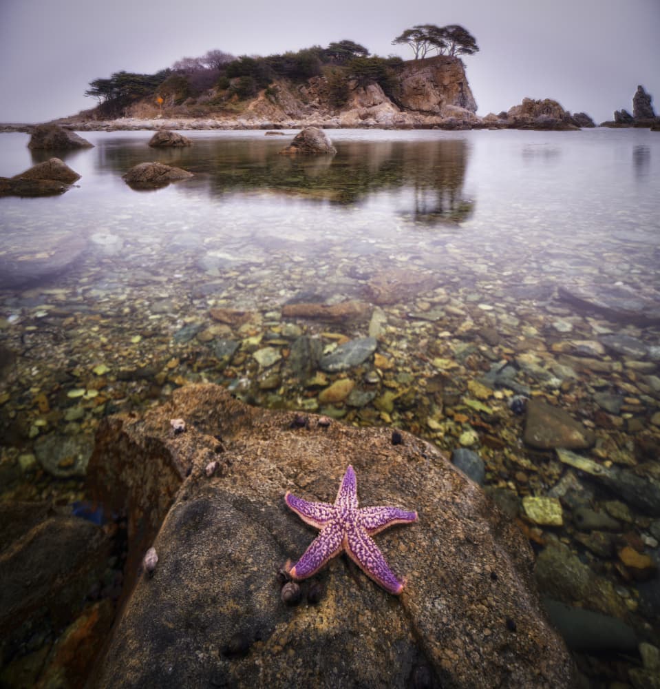Purple Starfish Clear Waters by Ivan A. Godovikov — canvas wall art