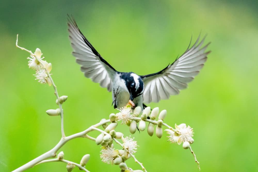 Wings On A Flower by Tran Van Truong — canvas wall art