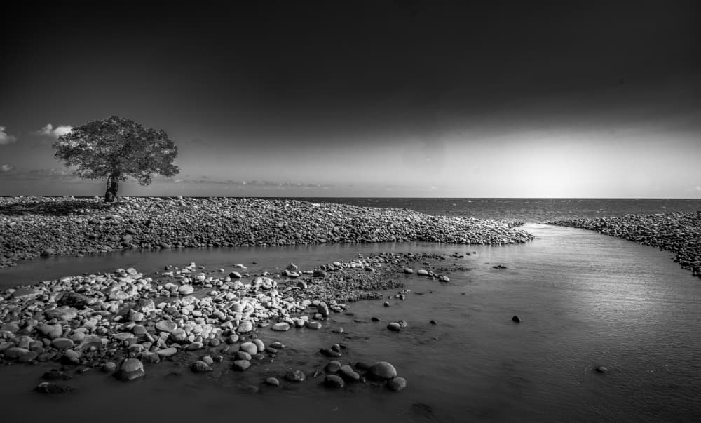 Lone Tree Serenity by Joseph Ng — canvas wall art
