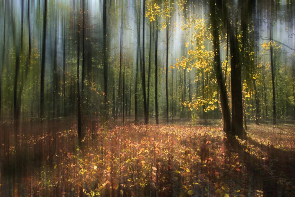 Golden Forest Sunlight by Alexander Kiyashko — canvas wall art