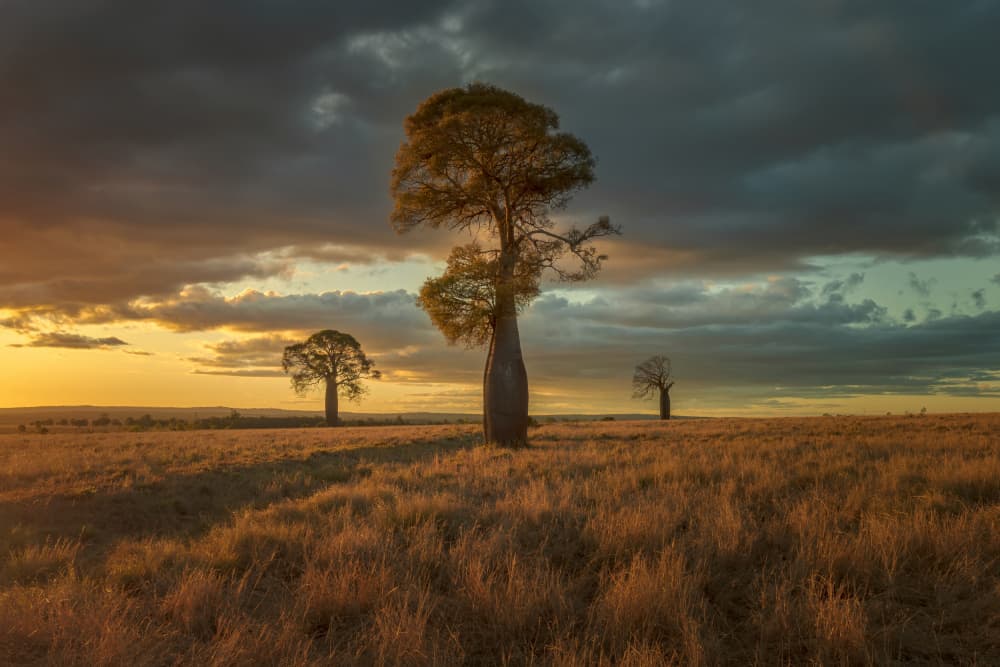 Golden Hour Baobab Field by Christopher Perez Liedl — canvas wall art