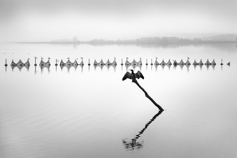 Cormorant on Misty Lake by George Digalakis — canvas wall art