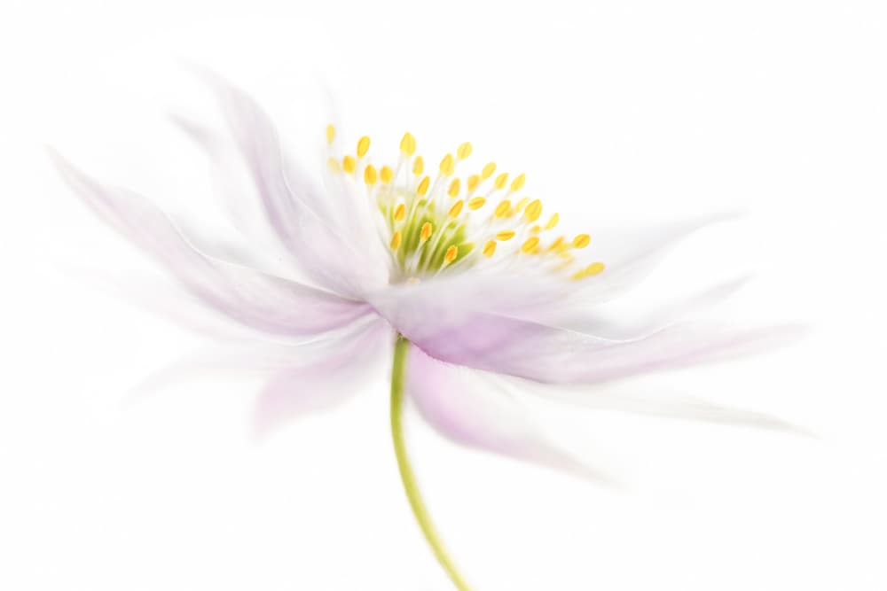 Nemorosa by Mandy Disher — canvas wall art