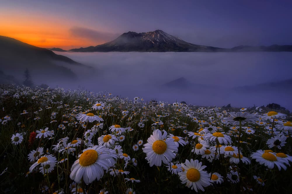 Misty Mountain Daisies by Lydia Jacobs — canvas wall art
