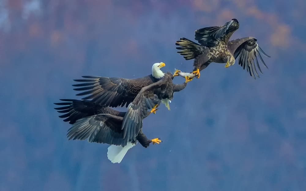 Eagles Battle For Fish by David Hua — canvas wall art