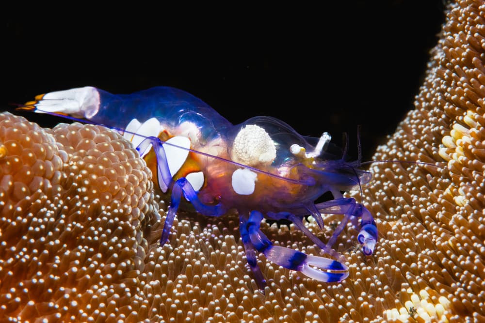Vibrant Blue Shrimp by Barathieu Gabriel — canvas wall art