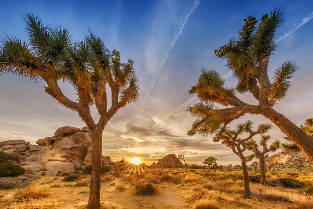 Joshua Tree Sunset Glow by Melanie Viola — canvas wall art