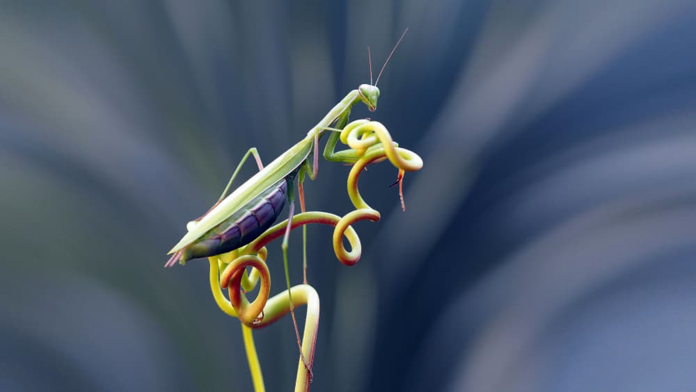 Praying Mantis On Curled Stem by Thierry Dufour — canvas wall art