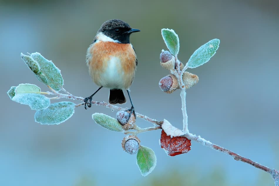 Winter Stonechat on Frosted Branch by Andres Miguel Dominguez — canvas wall art