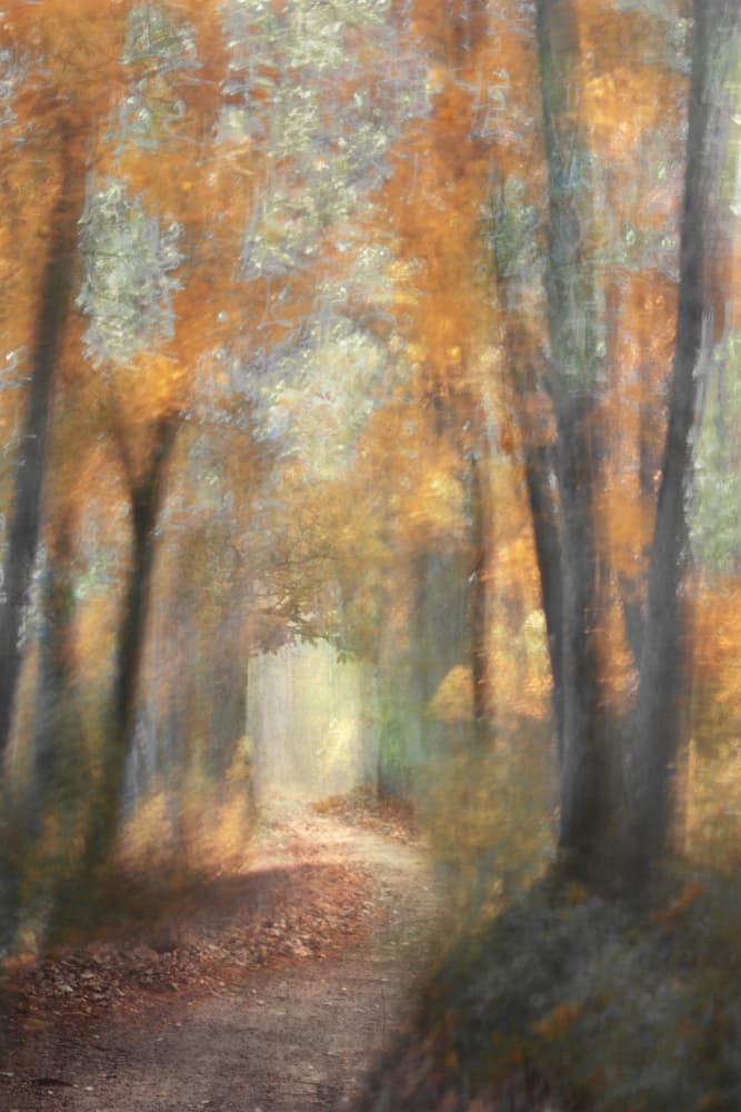 Golden Autumn Forest Path by Christina Sillen — canvas wall art