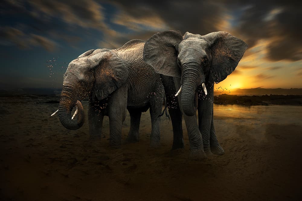 African Twilight Elephants by Charlaine Gerber — canvas wall art