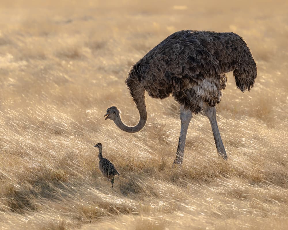Golden Ostrich Family by Siyu_Wei APA — canvas wall art