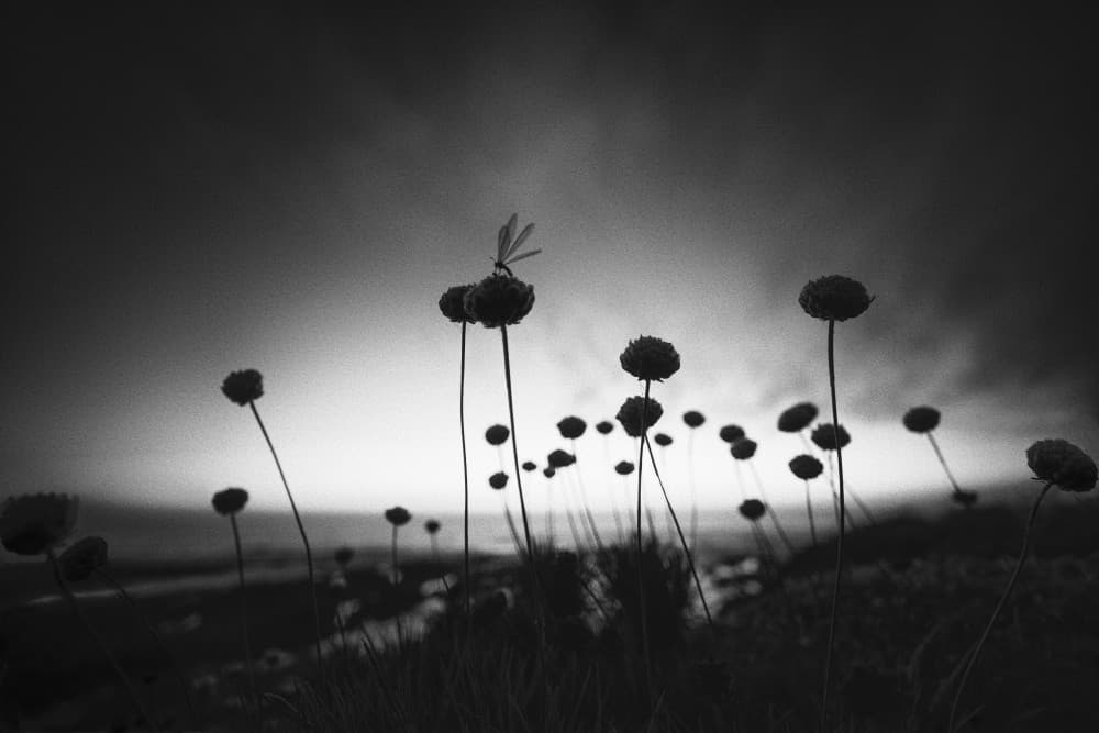 Dragonfly Against Twilight Sky by Alexander Jikharev — canvas wall art
