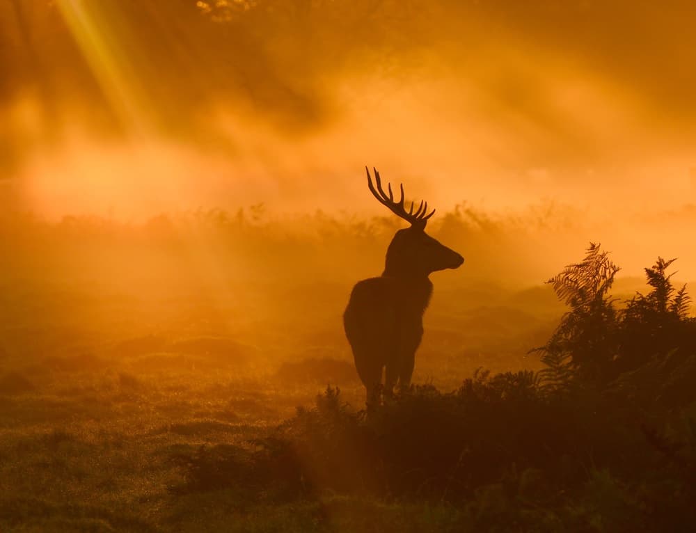 Deer at Golden Hour by Robert Fabrowski — canvas wall art