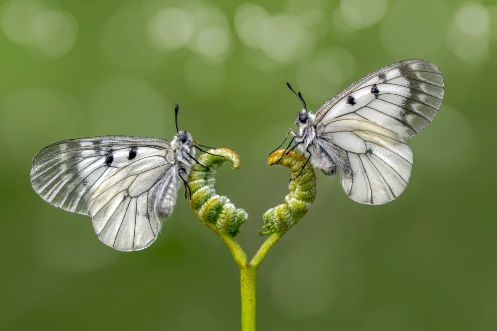 Two White Butterflies by Mustafa öztürk — canvas wall art