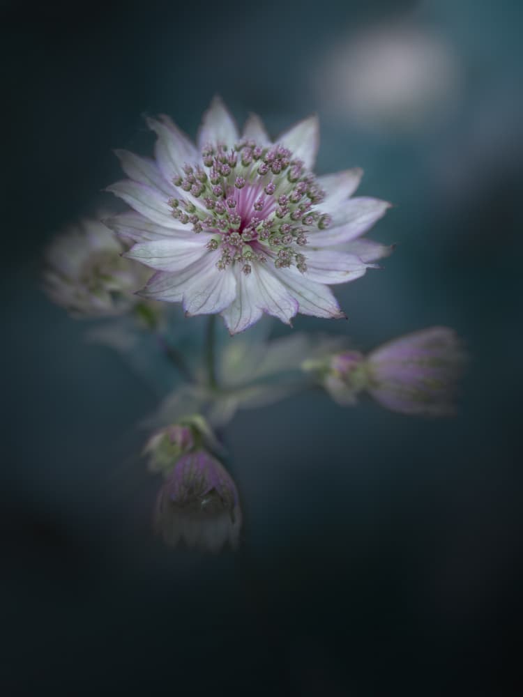 Dreamy Astrantia Bloom by Sonya Liu — canvas wall art