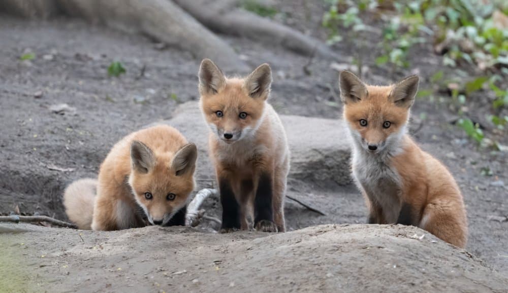 Three Curious Fox Kits by Qing Li — canvas wall art