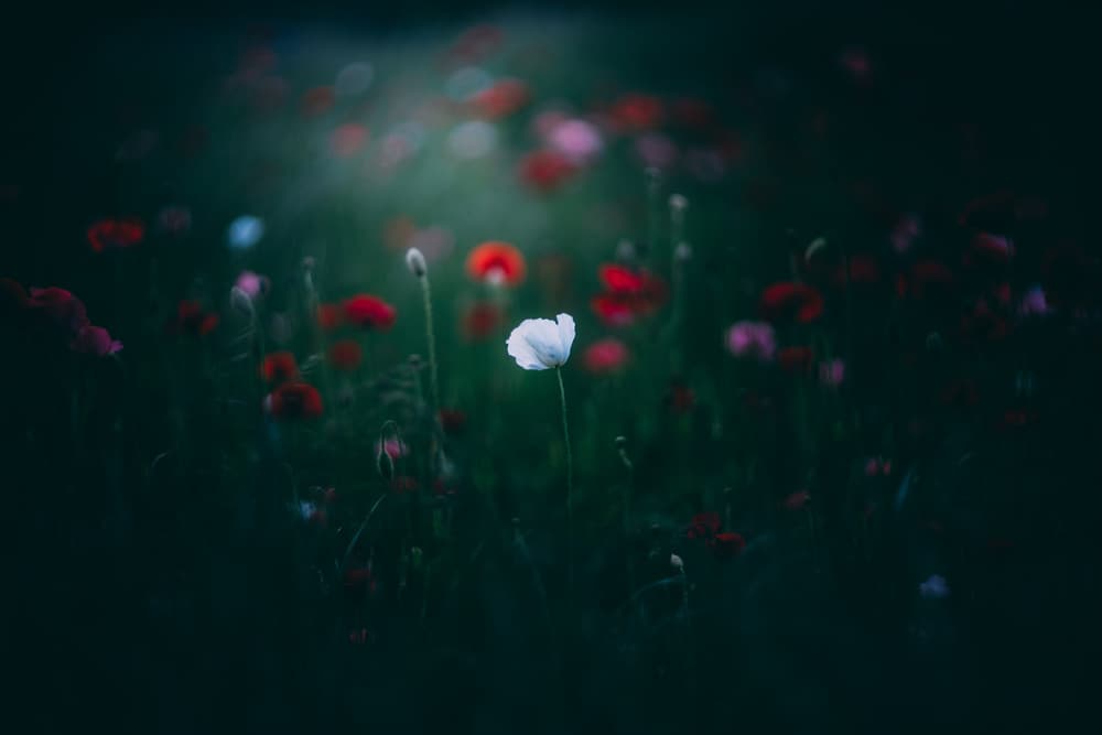 Lone White Poppy by Yuki Yatsushima — canvas wall art