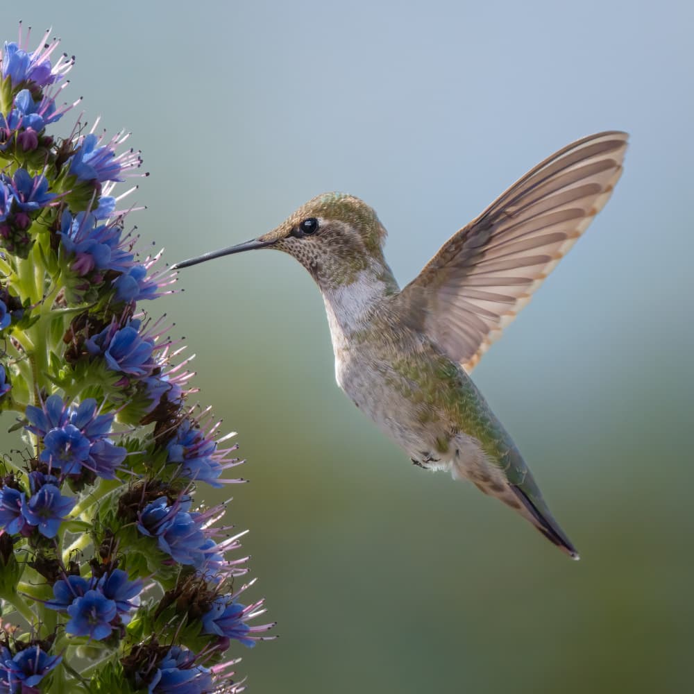 Hummingbird Blue Flower Hover by Aidong Ning — canvas wall art