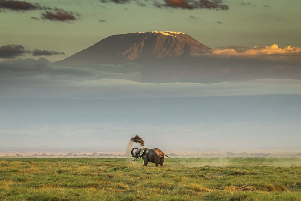African Elephant Kilimanjaro by Jeffrey C. Sink — canvas wall art