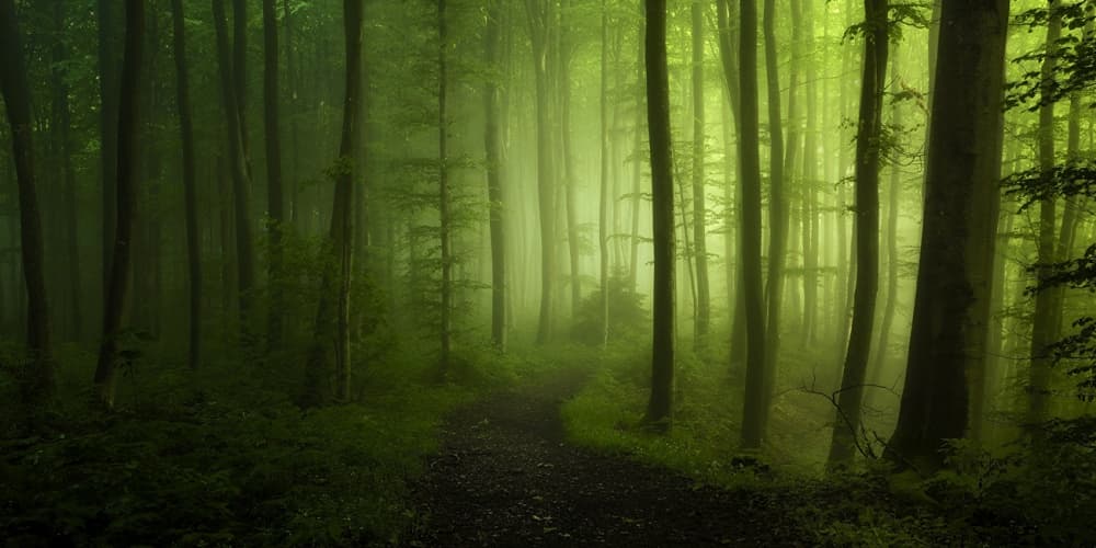 Misty Forest Path by Norbert Maier — canvas wall art