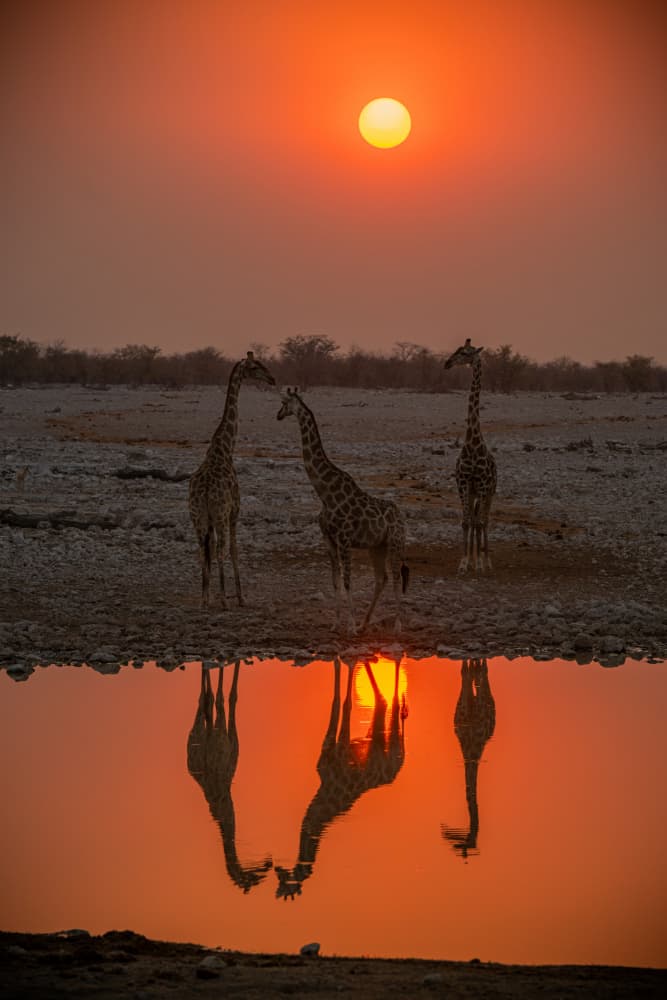 Three Giraffes Golden Sunset by Isam Telhami — canvas wall art