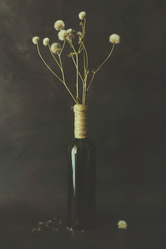 Dried Dandelion Bottle by Cicek Kiral — canvas wall art