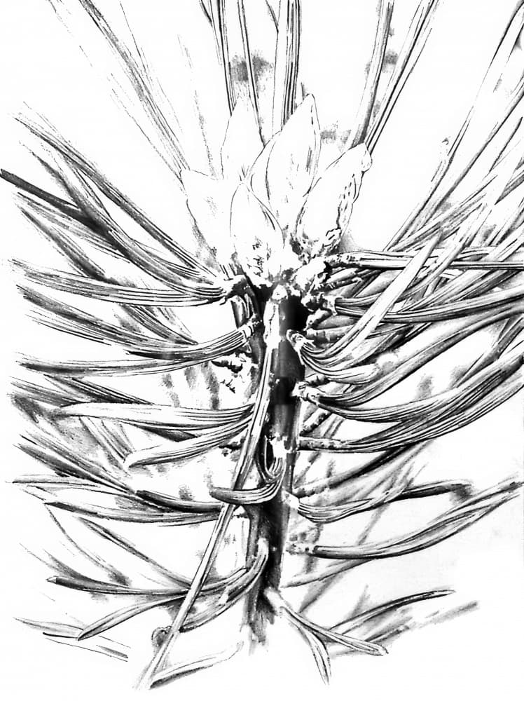 Evergreen Branch Detail by Kulik — canvas wall art
