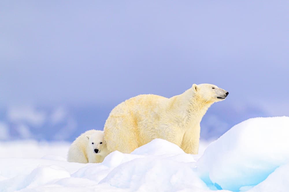 Polar Bear Family by Som Prasad — canvas wall art