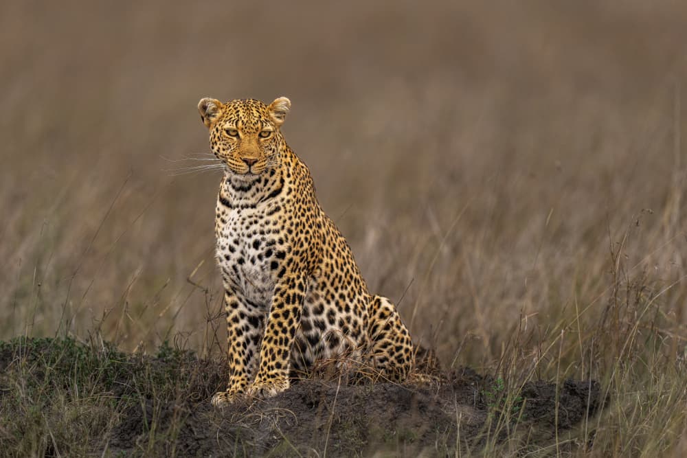 Leopard on the Savanna by Yogesh Bhatia — canvas wall art