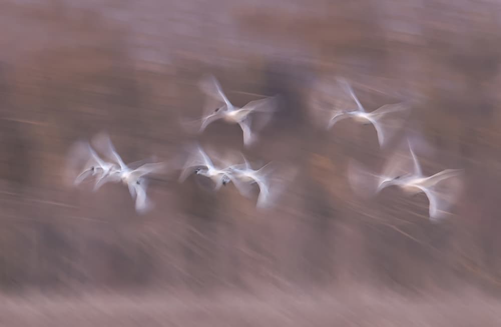 Ethereal Swan Flight by Larry Deng APA — canvas wall art