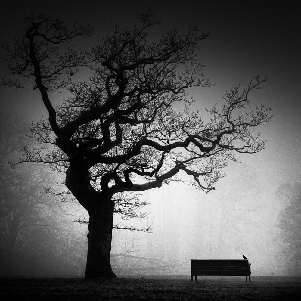 Solitary Tree And Bench by Oscar Lopez — canvas wall art