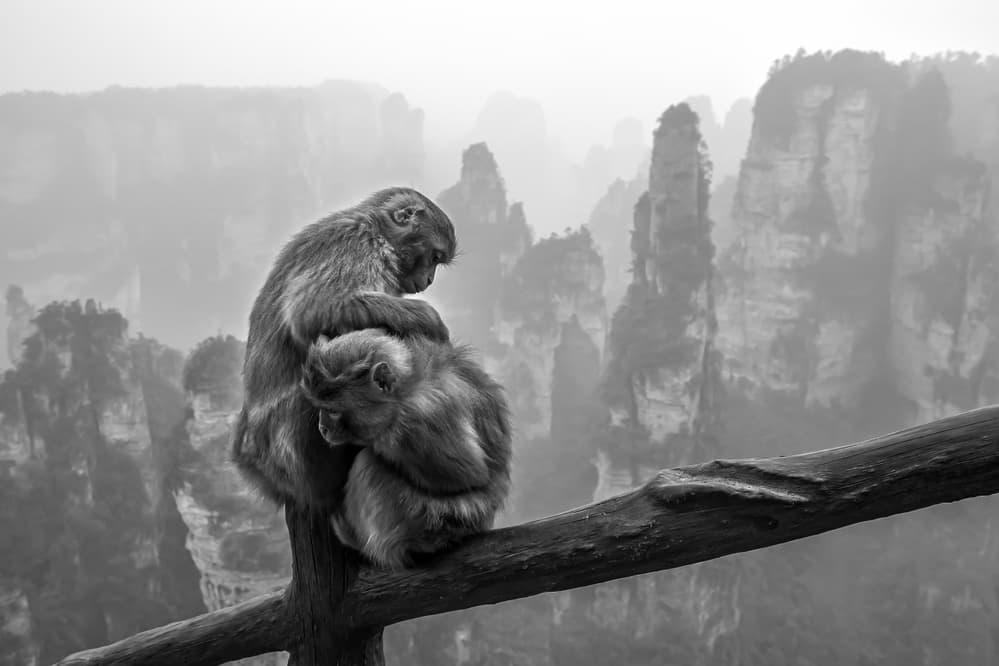 Monkeys Amidst Misty Peaks by Gunarto Song — canvas wall art