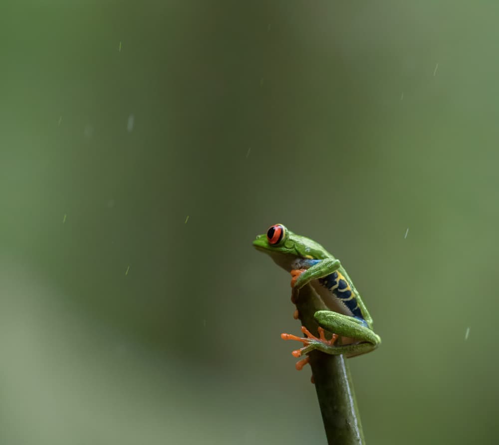 Rainy Red-Eyed Frog by Cheng Chang — canvas wall art