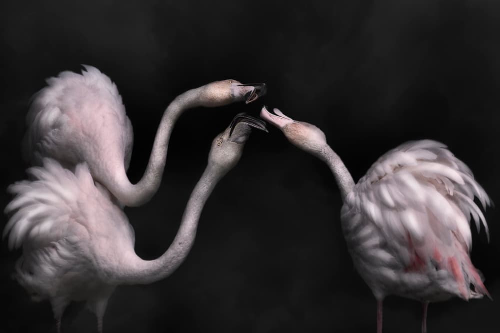 Flamingo Harmony by Martine Benezech — canvas wall art