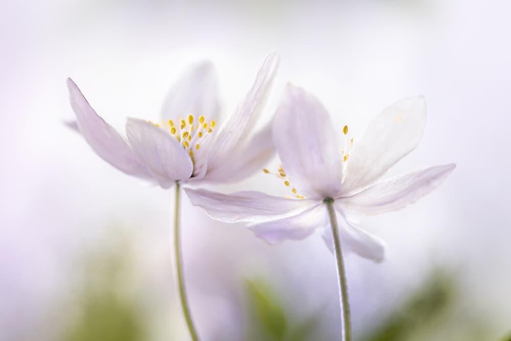 ~Nemorosa~ by Mandy Disher — canvas wall art