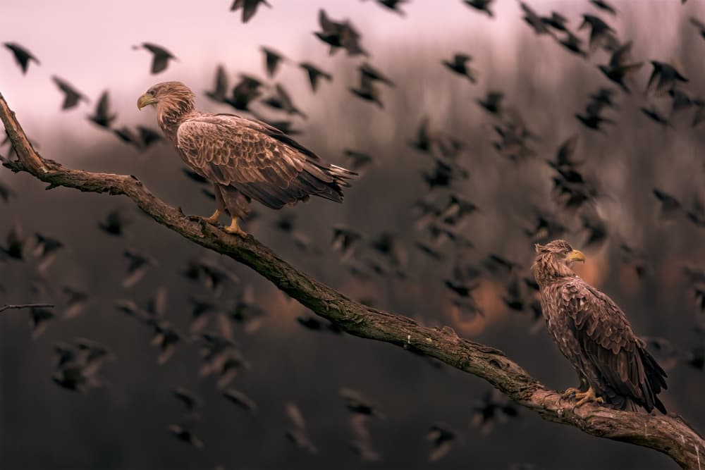 Eagles Over Murmuration by GENNARO DI NOTO — canvas wall art