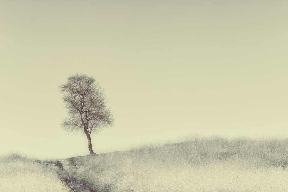 Solitary Hillside Tree by Jaap van den Helm — canvas wall art