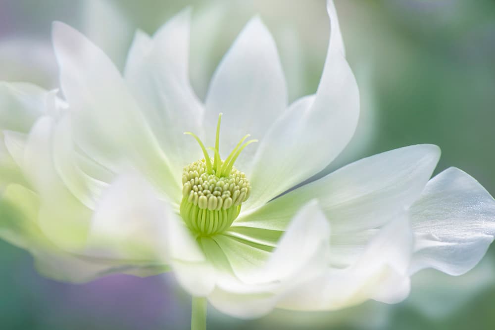 Ethereal White Bloom by Jacky Parker — canvas wall art